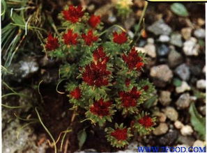 植物提取物紅景天提取物供應(yīng)信息精選